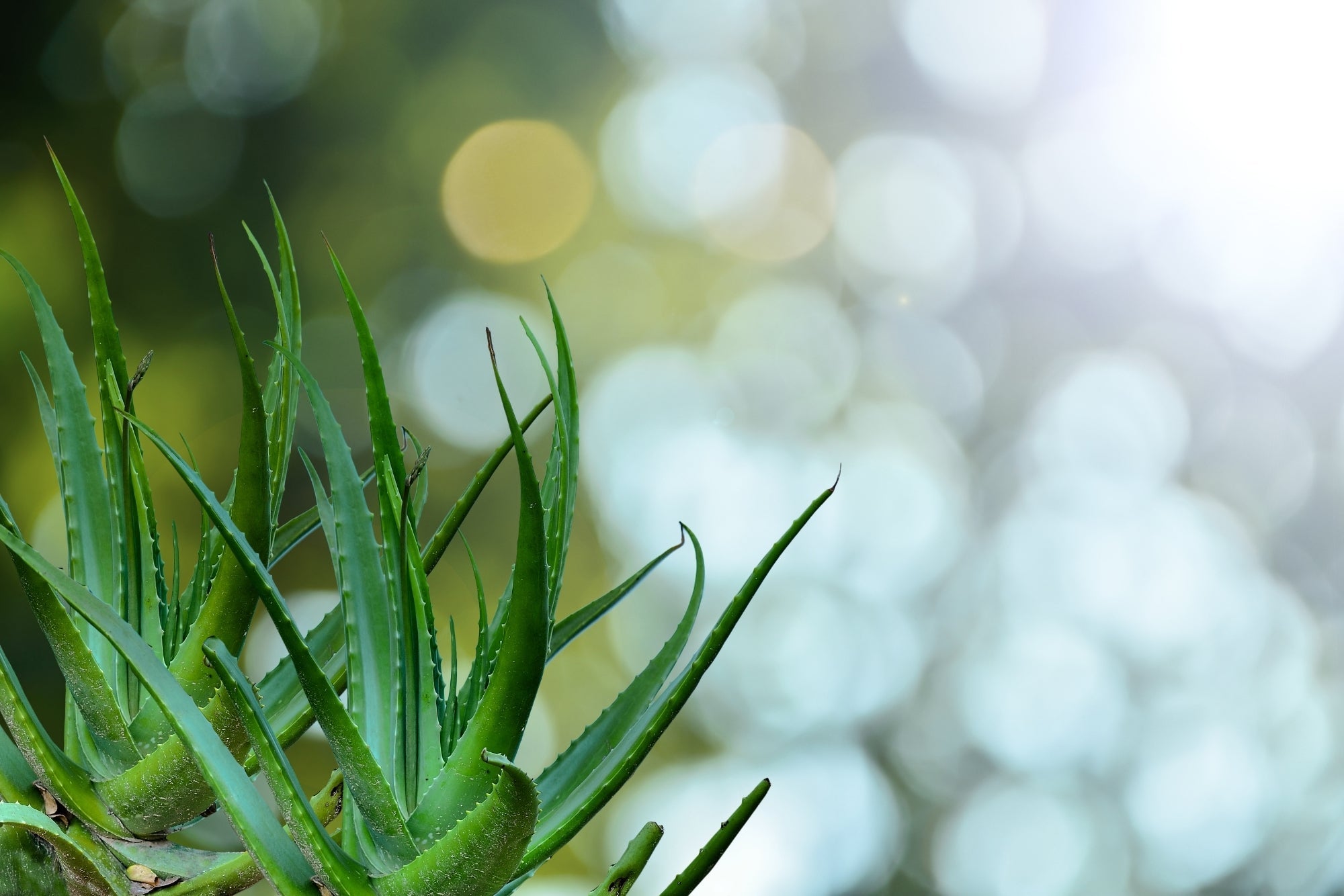 Aloe Vera: Herstellung, Wirkung und Anwendung  FLORIA