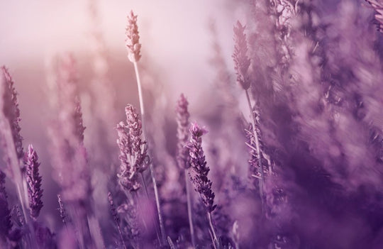 Lavendel Wirkung: Natürliche Entspannung und Wohlbefinden - FLORIA