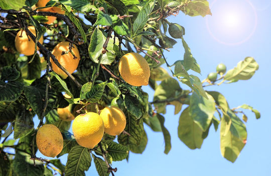 Die Wunder der Zitrone - Zitronenöl Wirkung für ganzheitliches Wohlbefinden - FLORIA